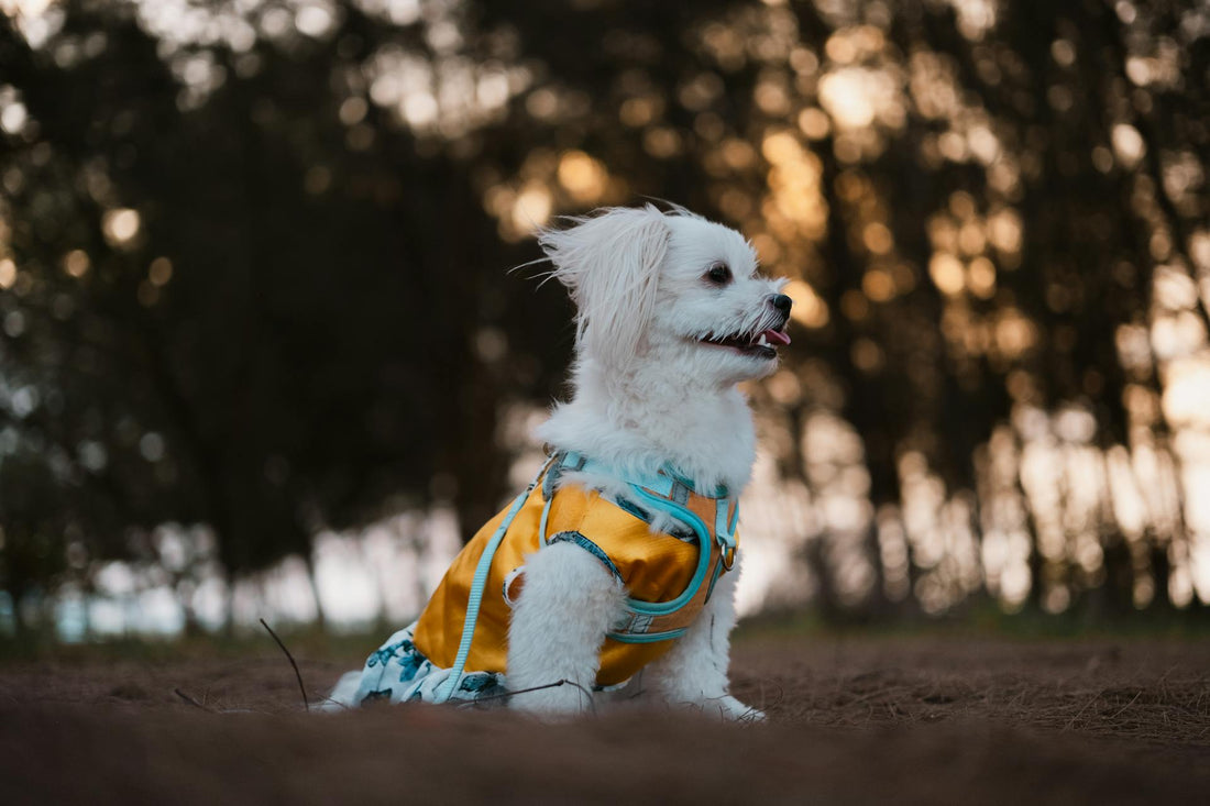 Dog Harness vs. Collar: Which is Best for Your Dog? Pros, Cons & Expert Tips