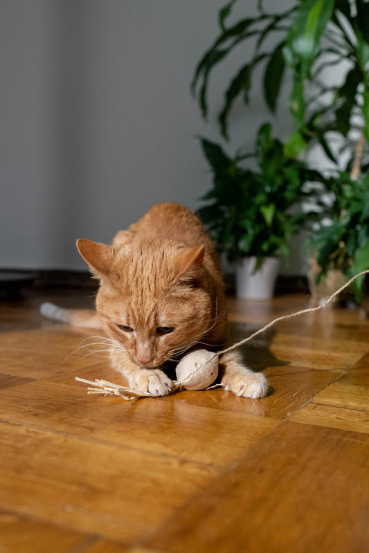 How to Keep Your Indoor Cat Happy: Best Enrichment Tips & Tricks