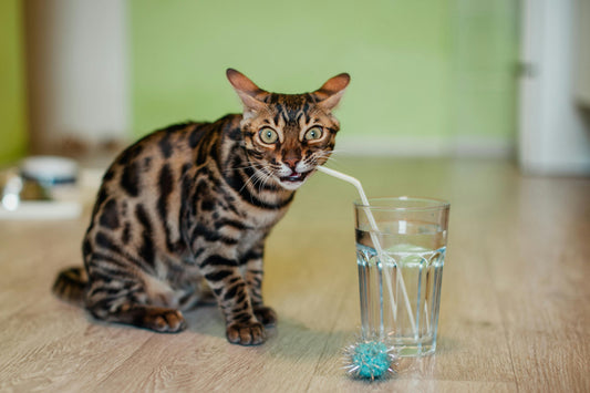How Often Should You Change Your Pet’s Water? The Ultimate Guide to Pet Hydration