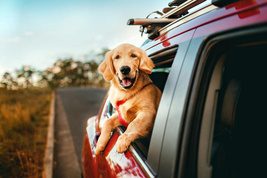 Taking Your Dog on a Long Road Trip: Essential Safety & Travel Tips